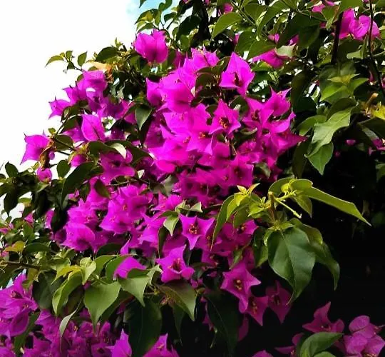 Puppo 코르니글리오